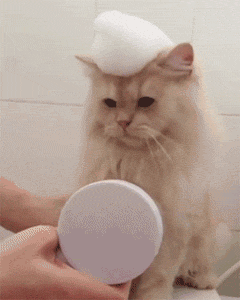 壁纸 动物 猫 猫咪 小猫 桌面 240_300 竖版 竖屏 手机 gif 动态