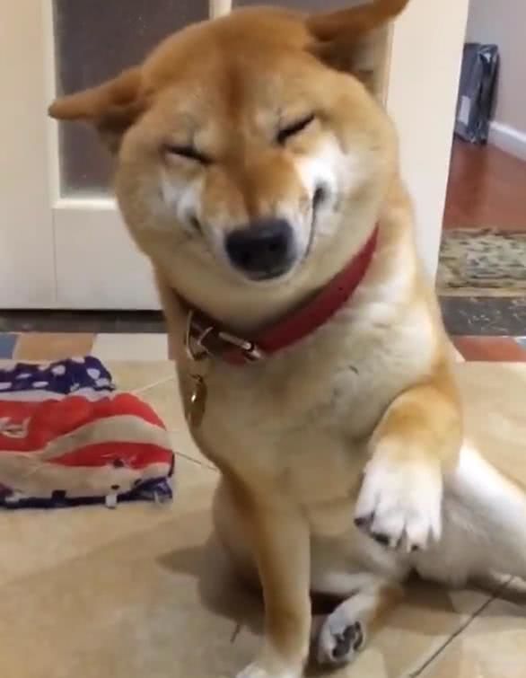 柴犬面对主人训斥,立马做出贱嗖嗖的表情,还模仿招财猫逗人开心