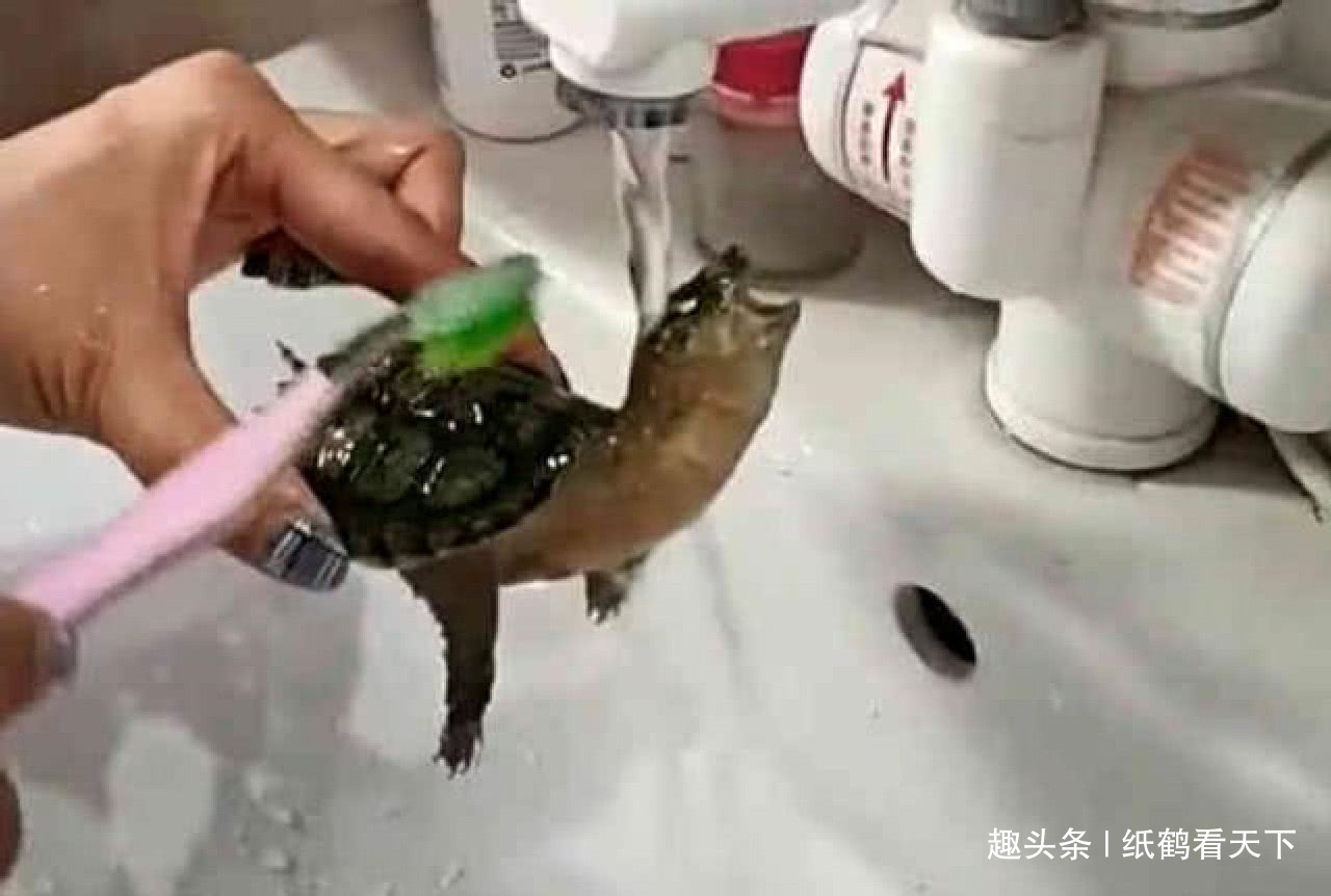 主人手捏乌龟帮它洗澡,乌龟接下来的举动,让主人笑到