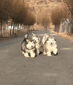 又胖又呆天天平地摔,这样的阿拉斯加竟然是二战英雄犬