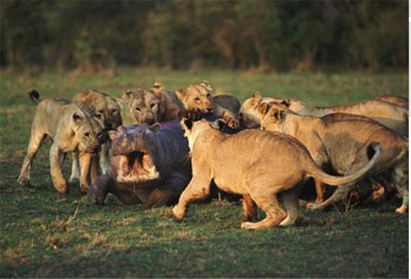 河马大战群狮,惨遭卑鄙狮子掏肛,结果实在有点意外