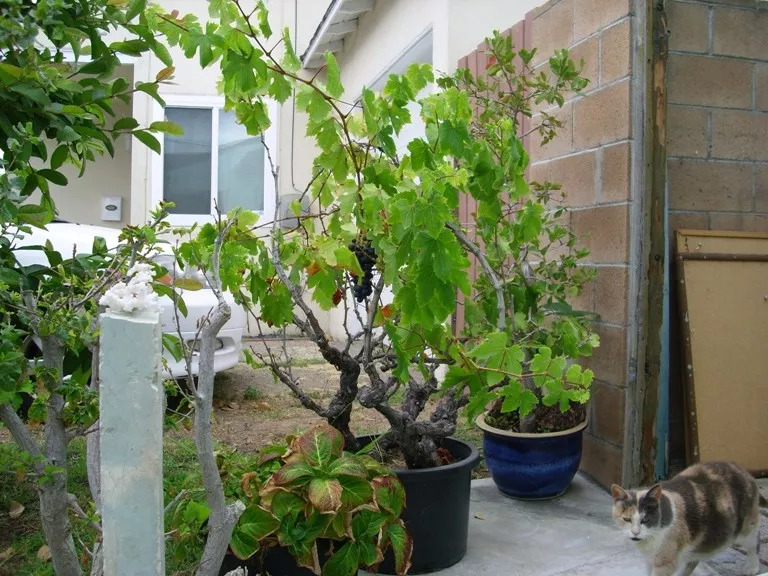 在阳台上用花盆种出开花结果的葡萄,需要掌握这些技巧