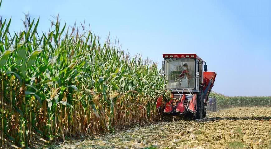 玉米机械化收割很方便，为什么农民早上六点起来就去掰玉米?