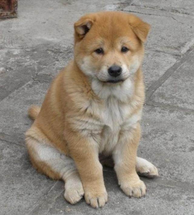 中华田园犬才是最牛的品种！看完这十张照片你就知道了！