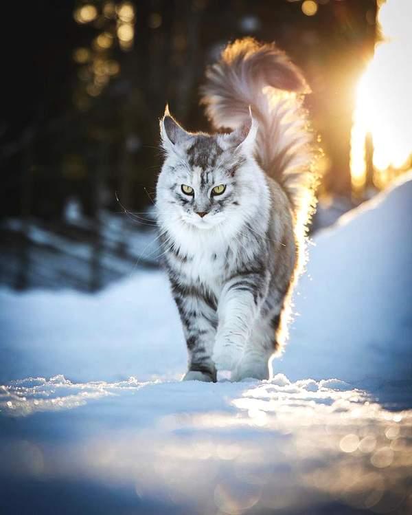 超霸气!雪地里的缅因猫!仿佛在雪中的小狮子帅到不行
