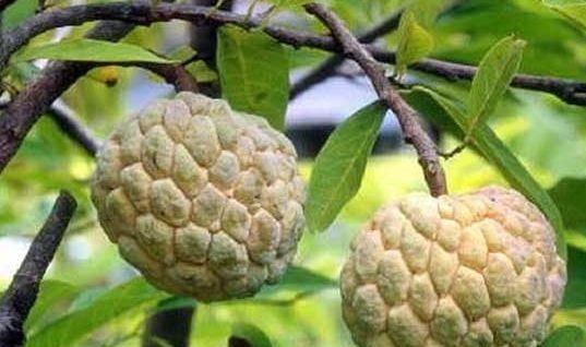 农民种植的假“荔枝”，亩产5千斤，每斤30元，年赚几十万！