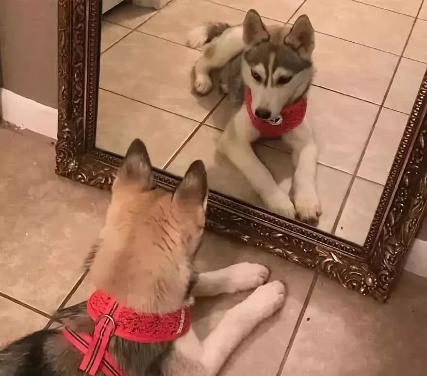 自从有了镜子,二哈不再拆家,专注当个爱照镜子的美男子