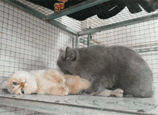 这只猫帮另一只猫舔毛,而另一只猫的表情,笑喷了