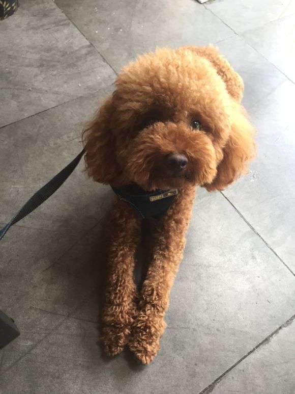 泰迪拥有女生羡慕的大长腿,比起其他泰迪