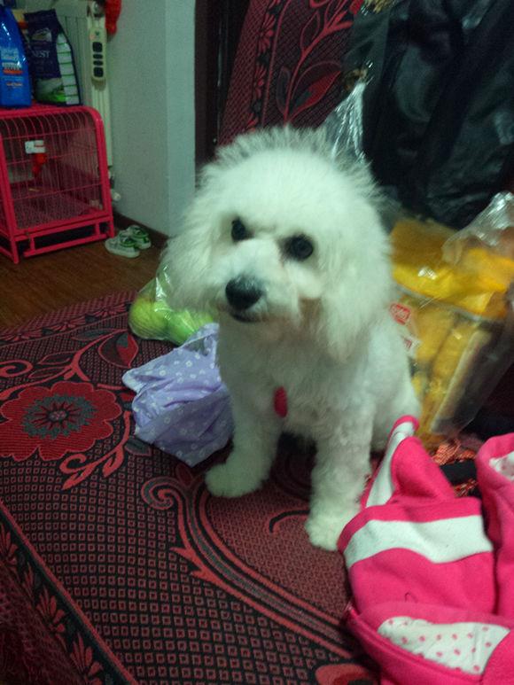 巨型比熊:巨型贵宾犬比熊