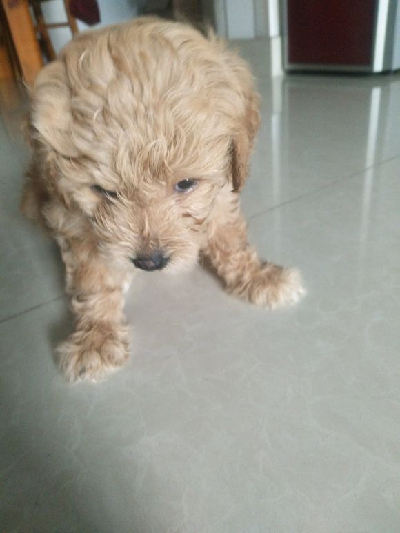 这明明就是泰迪版的金毛,这么好的狗狗网友还关着它!