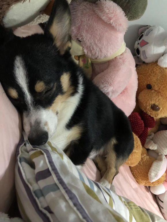 小柯基被宠物医院当成串串贱卖，被我买回家半年后老板肠子悔青了