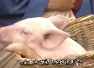 猪猪表情包:你是不外面有猪了