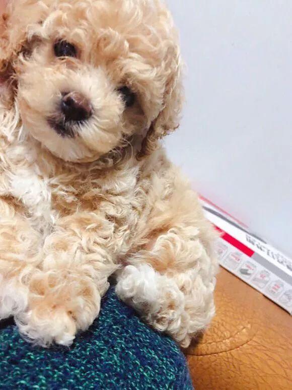 教你挑选一只品相好的比熊幼犬