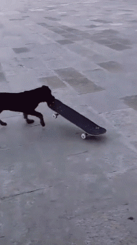 搞笑gif:好聪明的狗狗,这头摇的我给满分