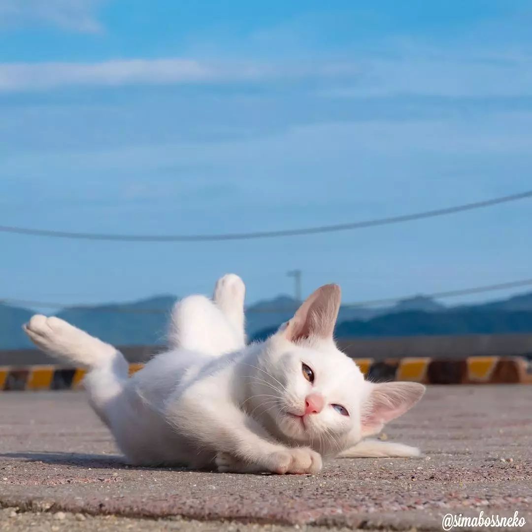 医生自拍和背对着你的猫...