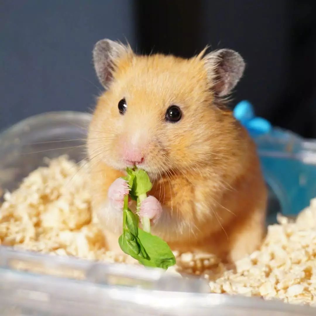 十一区的小仓鼠shingen,吃东西的样子好乖啊~