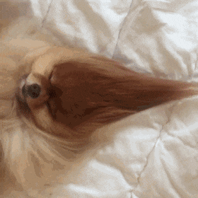 「搞笑gif动图」狗子去挑衅袋鼠,哈哈,被虐惨了!