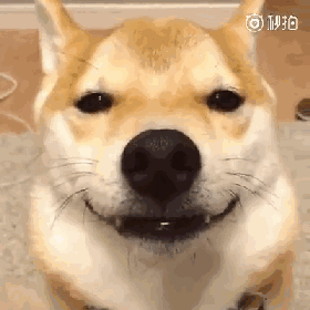 露着小虎牙的微笑,怎么样 是不是超级可爱啊!