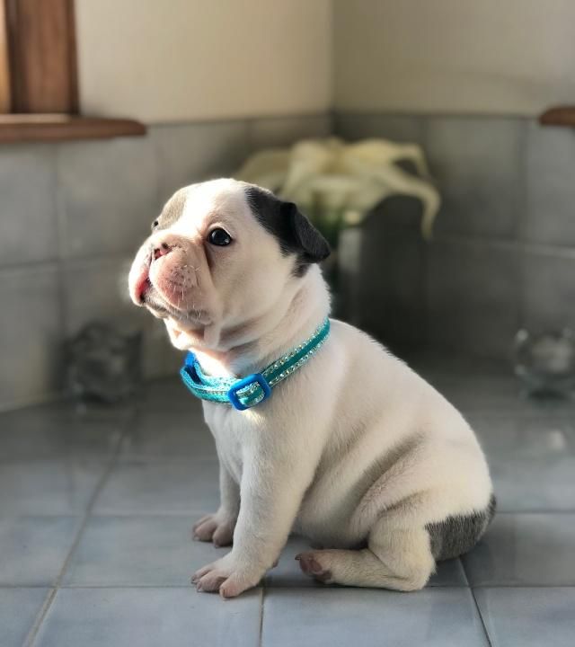 铲屎官看到狗狗拆家破坏玩具先不要责骂