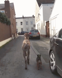 出门遛狗遇到狗狗不想回家该怎么办?倔狗子简直要气哭