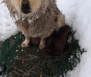 狗狗在雪地里冻的毛发结冰,也不曾动弹一下,上前一看让人泪目!