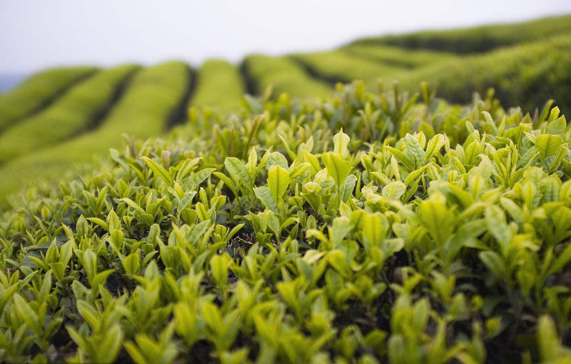 喝完茶叶都扔掉?可千万别扔 茶叶这样用能让你头发乌黑亮丽!