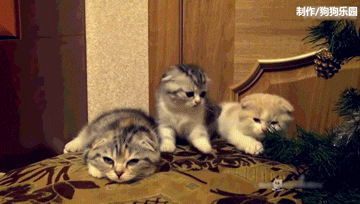 三只小折耳猫咪轮流打哈欠,这是一篇有毒的文章!
