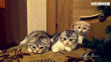 三只小折耳猫咪轮流打哈欠,这是一篇有毒的文章!