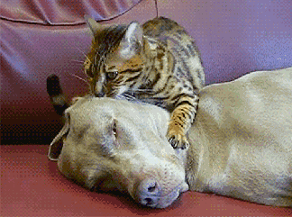 喵星人踢开对手的瞬间,效果堪比武侠大片!这个慢动作