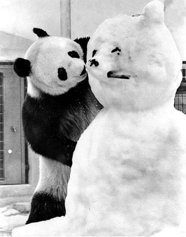日方不舍香香回国,日本人对熊猫的病态痴迷