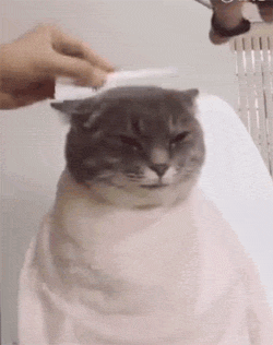 主人给胖猫理发,它全程一动不动,这表情让人一看就想