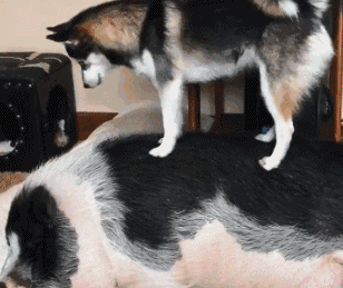 哈士奇小拳拳都快要捶烂了,熟睡的猪始终无动于衷