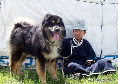 中国十大“猛犬”：个个凶猛无比，藏獒也只能屈居第二