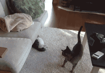 搞笑gif:会侧空翻的小猴子