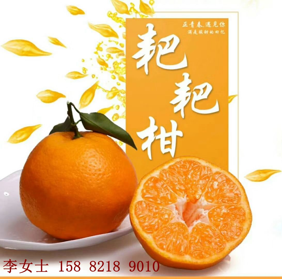 金堂云合镇资水河耙耙柑横扫朋友圈,价低味美,等你来撩