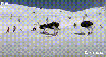 披着羊皮的猪?说好的建国后动物不许成精呢!