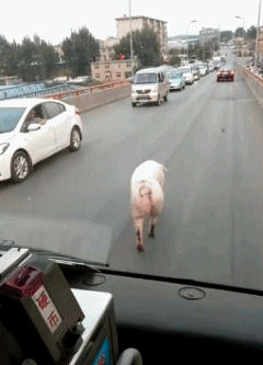 搞笑图片:妹子,这个大磨盘你是推不动的