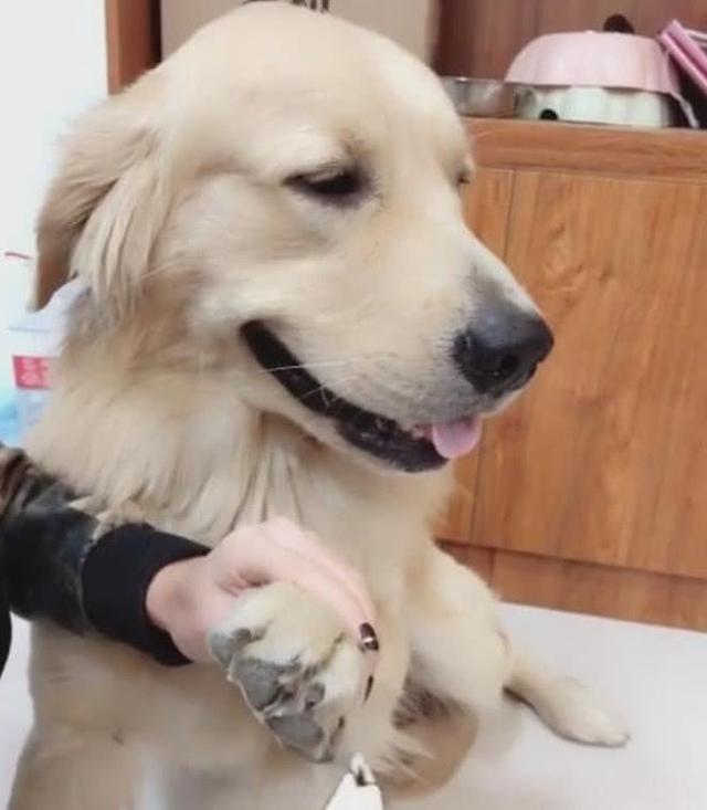 给狗修理脚底毛,狗不乐意对主人龇牙咧嘴,主人一招让