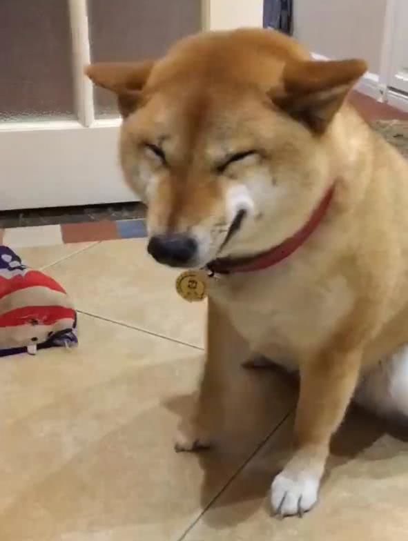 柴犬面对主人训斥,立马做出贱嗖嗖的表情,还模仿招财猫逗人开心