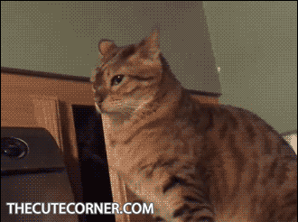 330_246gif 动态图 动图