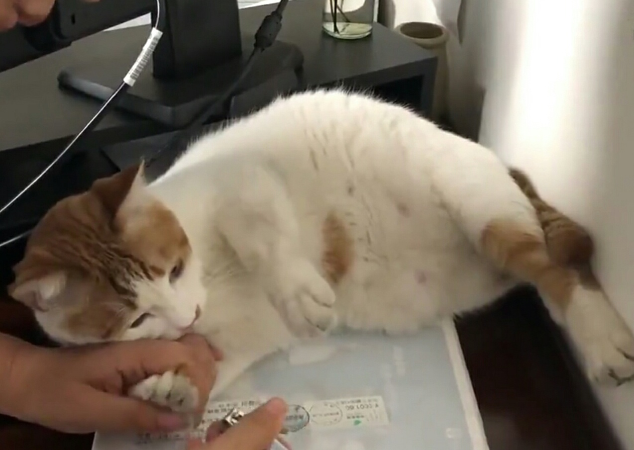 主业抓鼠兼职当调解员 这个工商所的“公务猫”了解一下？