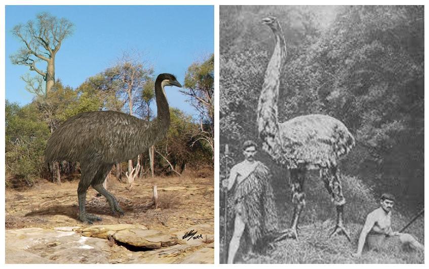 巨型象鸟一万年前就曾被人类屠宰,马达加斯加岛人类