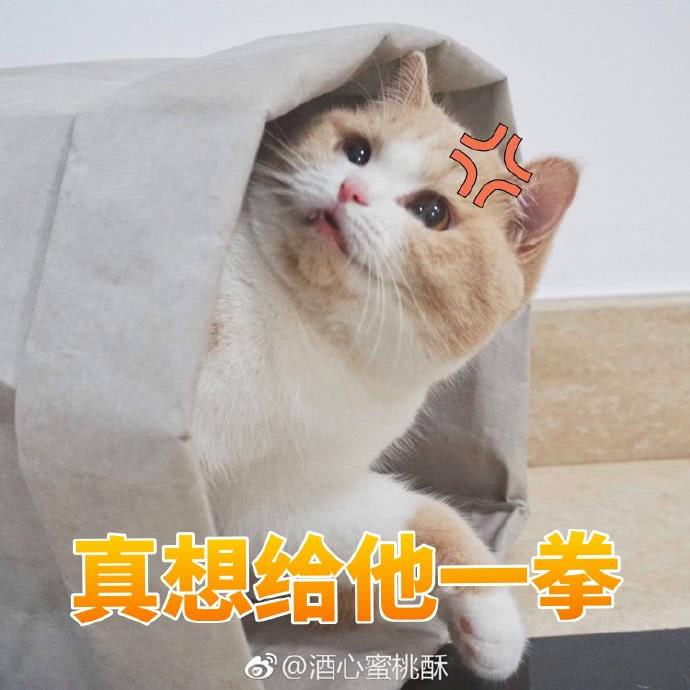 一组最新蜜桃表情包你背着我有别的猫了