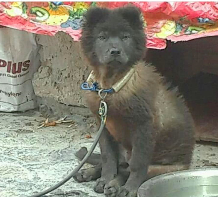 藏獒生了只幼犬,长大后主人发觉有问题,发到网上瞬间