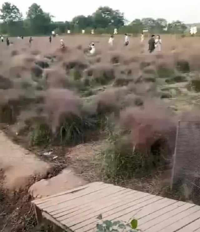 抖音又毁掉一块景区,网红花海被荒草覆盖,跟风