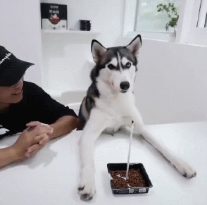 主人给二哈过生日,用狗粮冒充蛋糕,二哈一个举动让他目瞪口呆