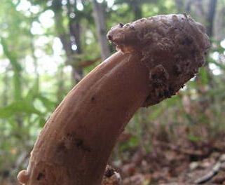 世界上10大奇特蘑菇齐亮相,第9个日本特有