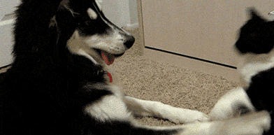 汪星人:摸摸可爱的猫猫~ 喵星人:给老子住手!谁允许你碰朕了!掌嘴!