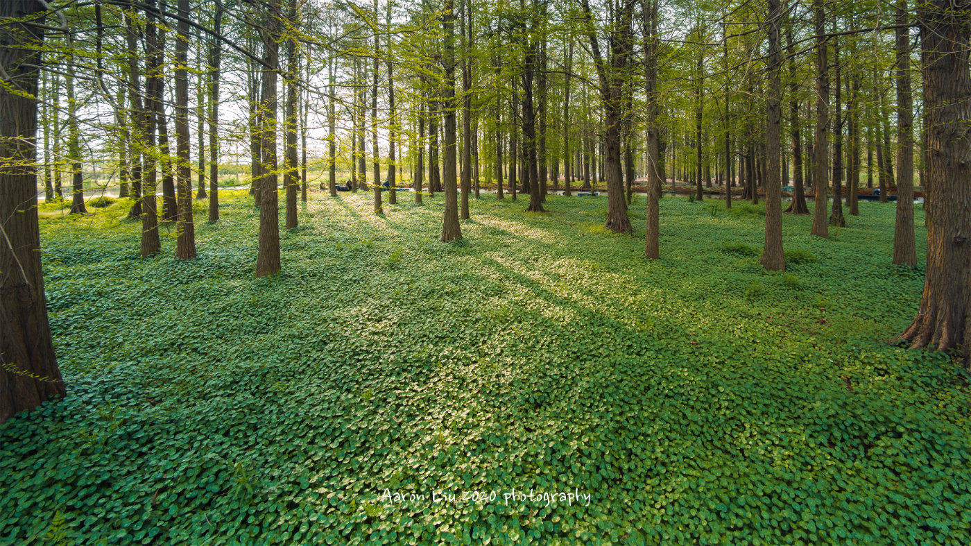 在上海，觸摸春天的指南寶典